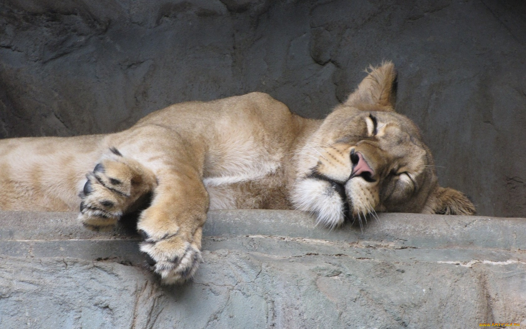Львица спит